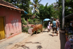 Blowhole Kudawella Sri Lanka