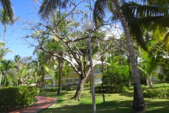 grand-palladium-bavaro-bungalows_1635