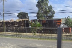 dominikanische-republik_zuckerrohr_308