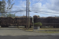 dominikanische-republik_zuckerrohr_309