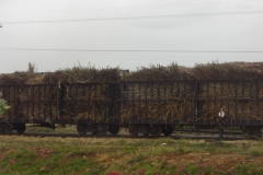 zuckerrohrtransport008