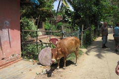 Blowhole-SriLanka-037