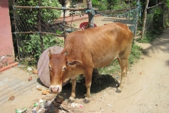 Blowhole-SriLanka-038