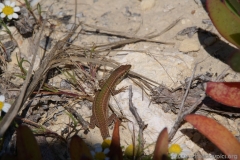 The Blue Hole - Azure Window