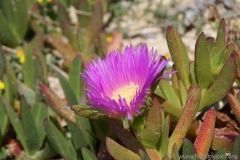 The Blue Hole - Azure Window