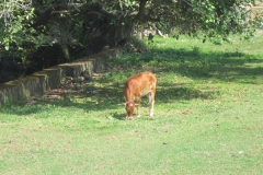 Fort-Galle-Sri-Lanka-113