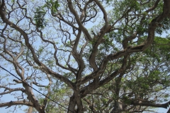 Fort-Galle-Sri-Lanka-197