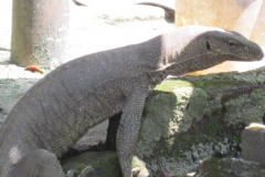 Fort-Galle-Sri-Lanka-201