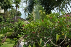 SONY DSC