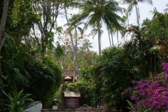 SONY DSC