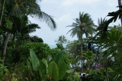 SONY DSC