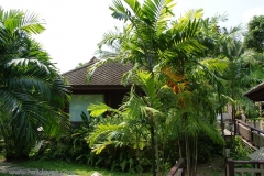SONY DSC