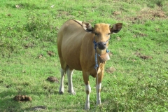 Grand_Balisani_Suites258