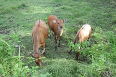 Grand_Balisani_Suites259