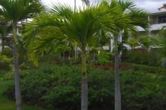 paradisus-palma-real-gartenanlage_4291