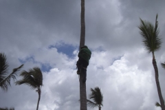 paradisus-palma-real-verschiedenes_4399