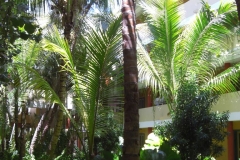 iberostar-punta-cana_1148