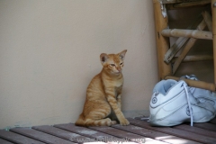 Big Fish Resort Ko Tao