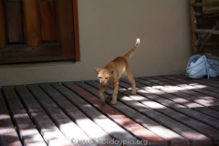 Big Fish Resort Ko Tao