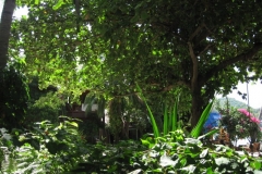 ko-tao-big-fish-resort082