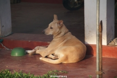 Orchid Villa Unawatuna Sri Lanka