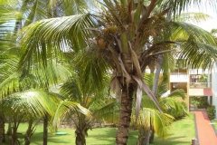 grand-palladium-punta-cana-bungalows_3684
