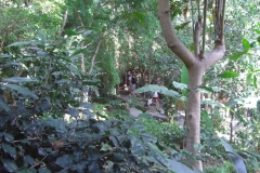 ko-tao-charm-churee041