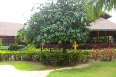 lti-beach-resort-punta-cana-anlage_4519