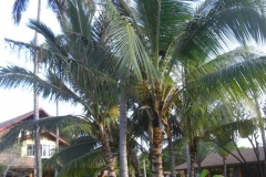 lti-beach-resort-punta-cana-anlage_4559