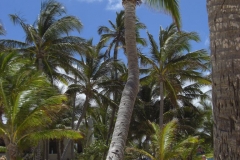 riu-palace-punta-cana-strand_0948