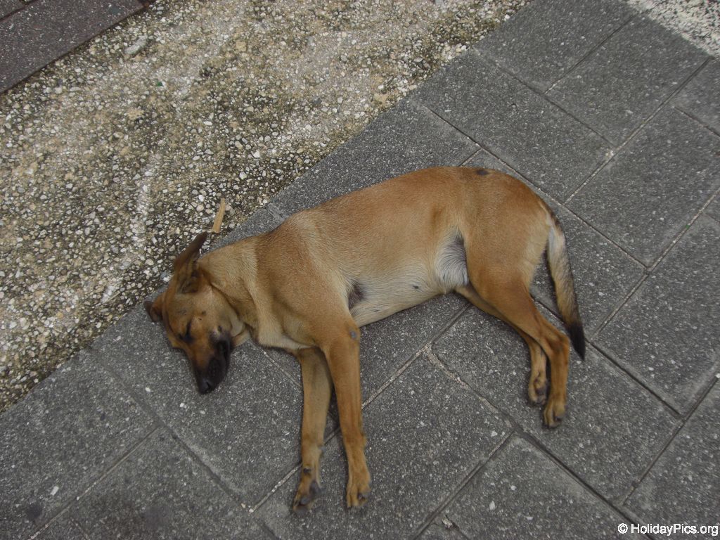 santo-domingo-er-lebt060