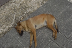 santo-domingo-er-lebt060