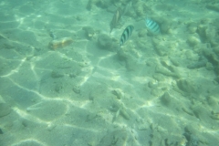 charm-churee-ko-tao-schnorcheln022