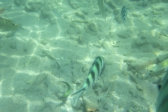 charm-churee-ko-tao-schnorcheln023