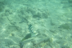 charm-churee-ko-tao-schnorcheln025