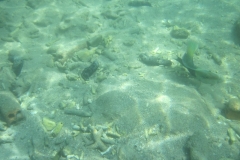 charm-churee-ko-tao-schnorcheln026