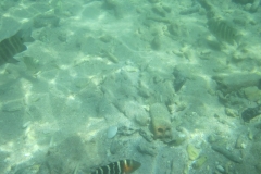 charm-churee-ko-tao-schnorcheln027