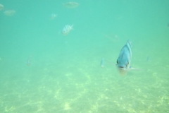 charm-churee-ko-tao-schnorcheln029