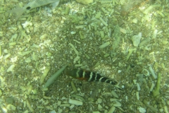 charm-churee-ko-tao-schnorcheln031