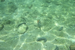 charm-churee-ko-tao-schnorcheln032