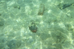 charm-churee-ko-tao-schnorcheln033