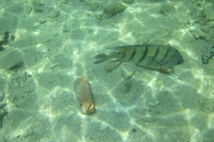 charm-churee-ko-tao-schnorcheln034