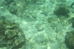 charm-churee-ko-tao-schnorcheln035