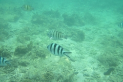 charm-churee-ko-tao-schnorcheln036