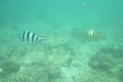 charm-churee-ko-tao-schnorcheln037