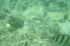 charm-churee-ko-tao-schnorcheln038