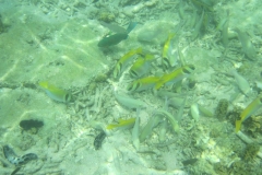 charm-churee-ko-tao-schnorcheln039