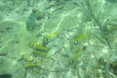 charm-churee-ko-tao-schnorcheln040