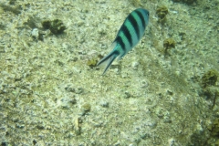 charm-churee-ko-tao-schnorcheln045