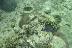 charm-churee-ko-tao-schnorcheln062